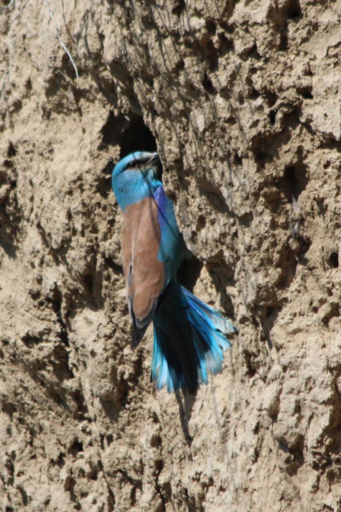 Сокровище природы Кыргызстана - богатый мир птиц (Фото И.Романовской)