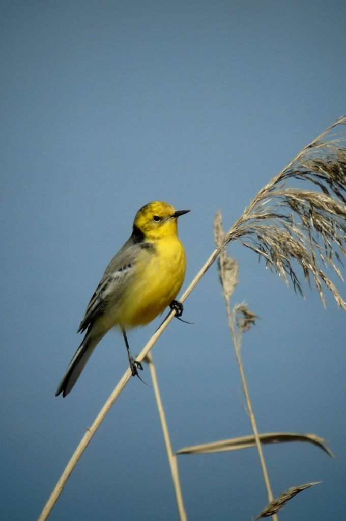 Сокровище природы Кыргызстана - богатый мир птиц (Фото И.Романовской)